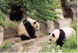 Panda Breeding Center