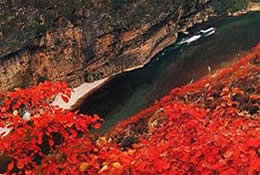 Click to Zoom-in The red leaves of maple tree along the Daning River and Lesser Three Gorges please your eyes.