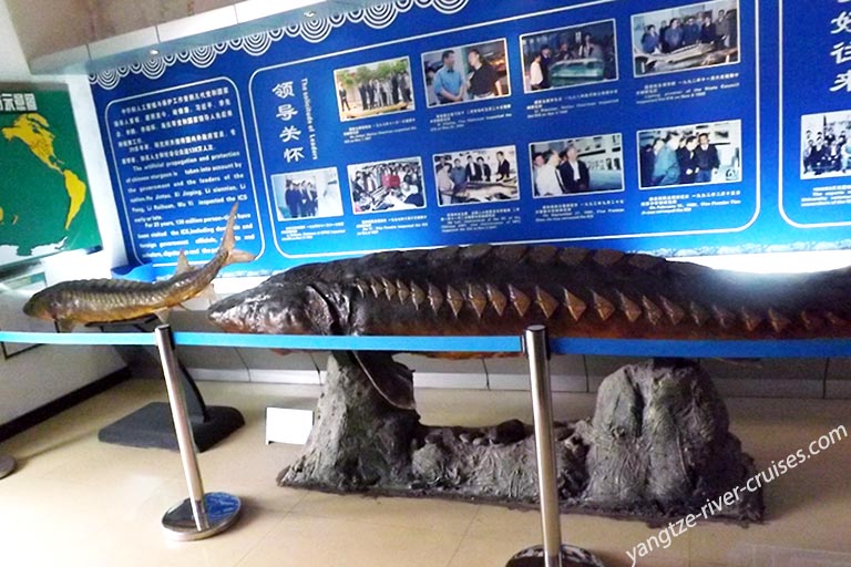 Chinese Sturgeon Museum