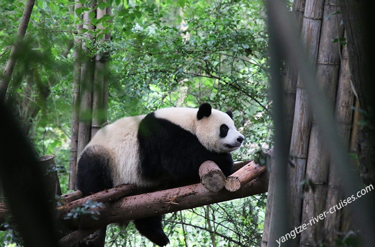 Lovely Panda in Chengdu