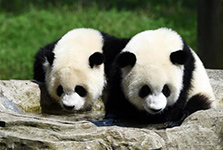 Chongqing Zoo