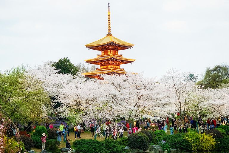 East Lake Cherry Blossoms at East Lake