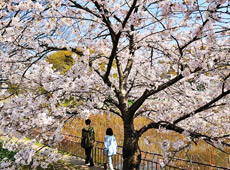 Wuhan Cherry in Spring