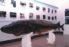 Chinese Sturgeon Park